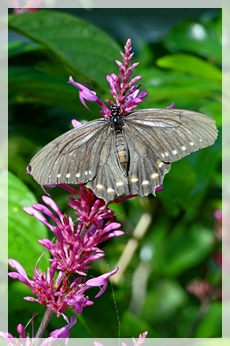 polydamas  swallowtail - NBG595web