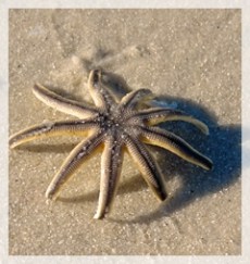 starfish - CP426-cropweb