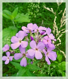 dame's rocket wildflower