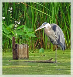 great blue heron 