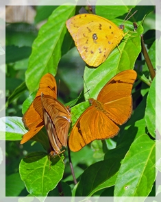 julias and clouded yellow butterflies 