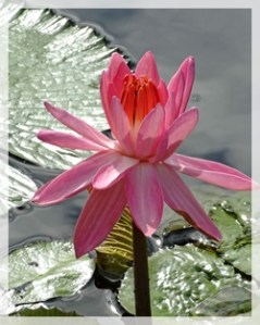 tropical water lily 