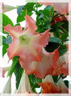 angels trumpet 
