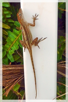 brown anole - florida