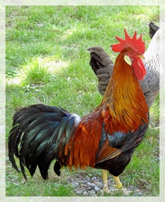 Ballenberg Switzerland