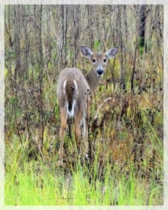 deer - corkscrew swamp