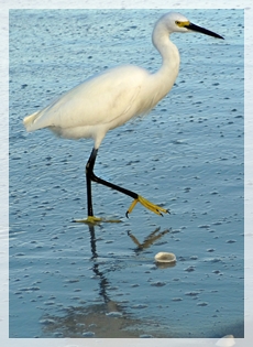 snowy egret 