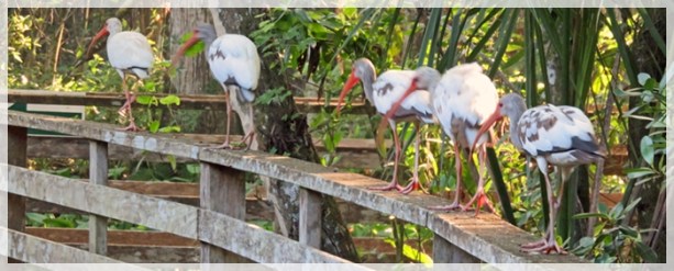 juvenile ibis - corkscrew swamp