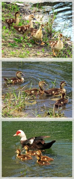 muscovy (Florida) ducks and ducklings