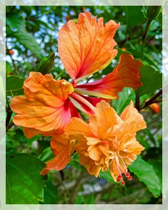 hibiscus 