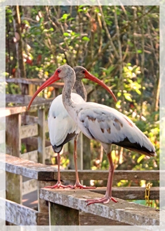 white ibis (juvenile)