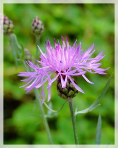 spotted knapweed