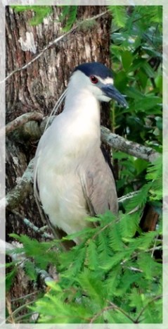 black-crowned night heron - 