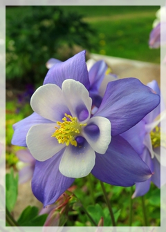 columbine