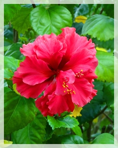 hibiscus -