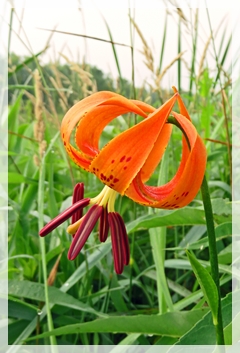 turk's cap lily