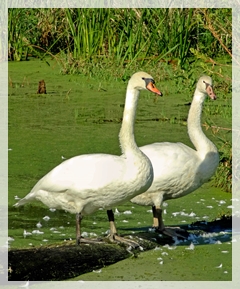 mute swans