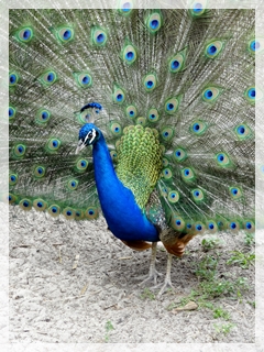 peacock