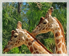 giraffes 