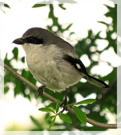 loggerhead shrike 