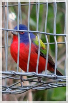 painted bunting