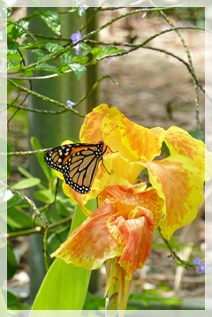 monarch butterfly on canna