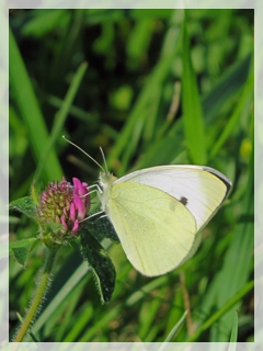cabbage white butterfly on red clover