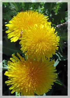 dandelions