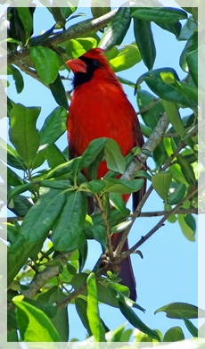 Cardinal