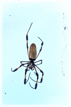 golden-silk-spider-Nephila clavipes