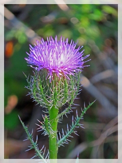 thistle