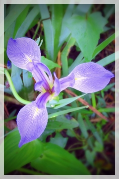 blue flag iris