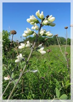 prairie false indigo
