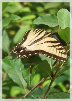 tiger swallowtail