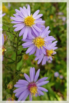 New England aster