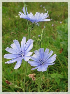 chicory-