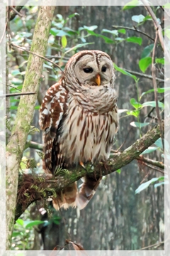 barred-owl