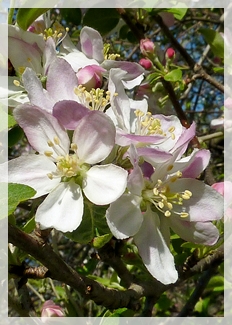 apple blossom