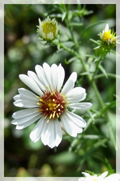 calico aster