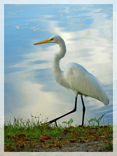 great egret
