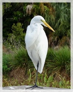 great-egret-