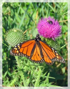 monarch-butterfly-thistle