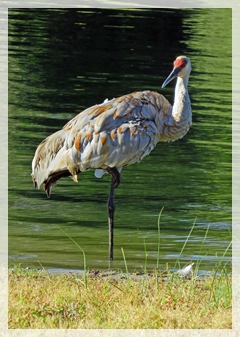 sandhill-crane