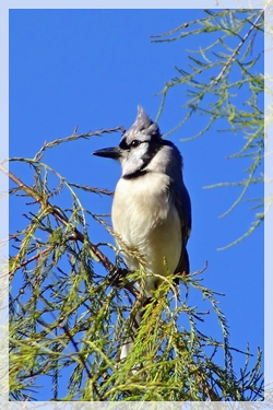 blue jay bird