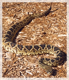 diamondback-rattle-snake-