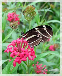 zebra longwing