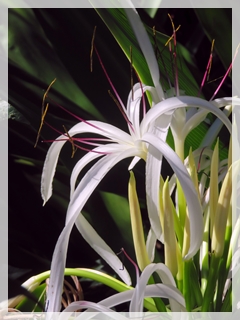 crinium lily