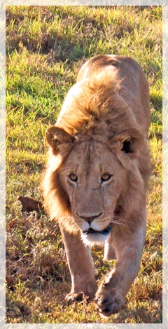 lion-tanzania