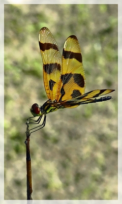 dragonfly - Halloween pennant