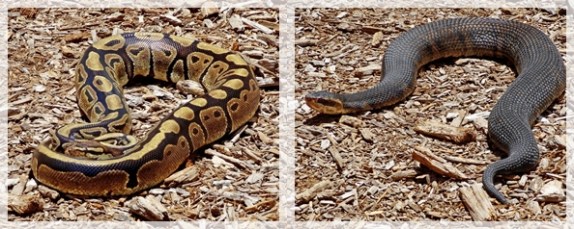 bald python and florida cottomouth snakes